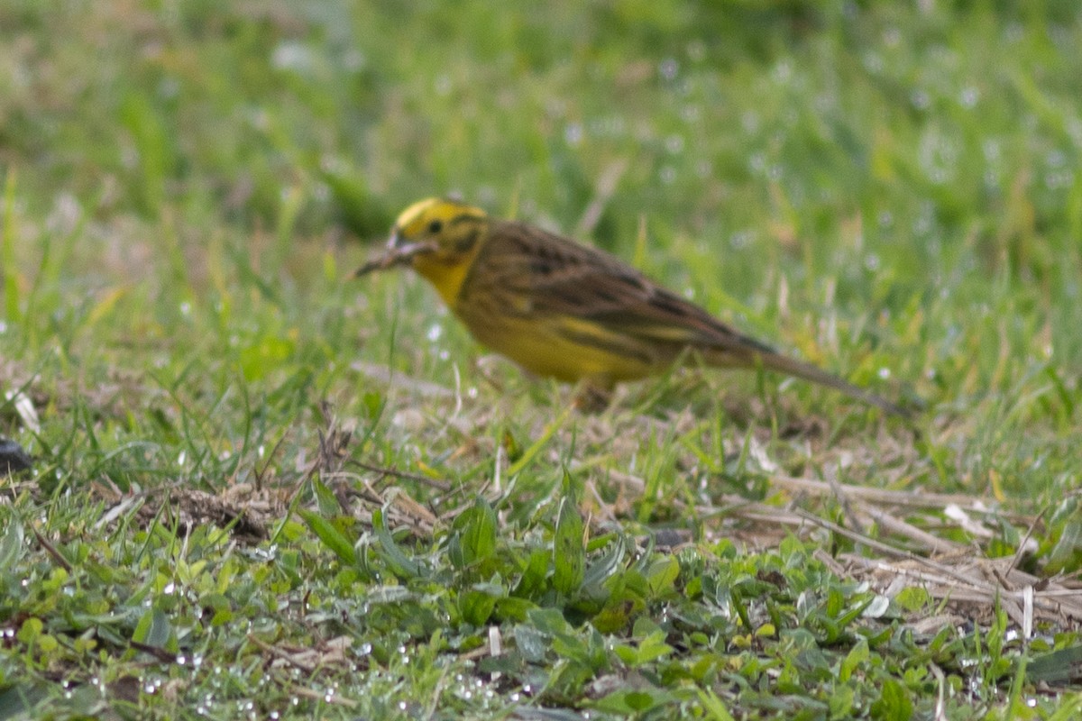 Bruant jaune - ML619983023