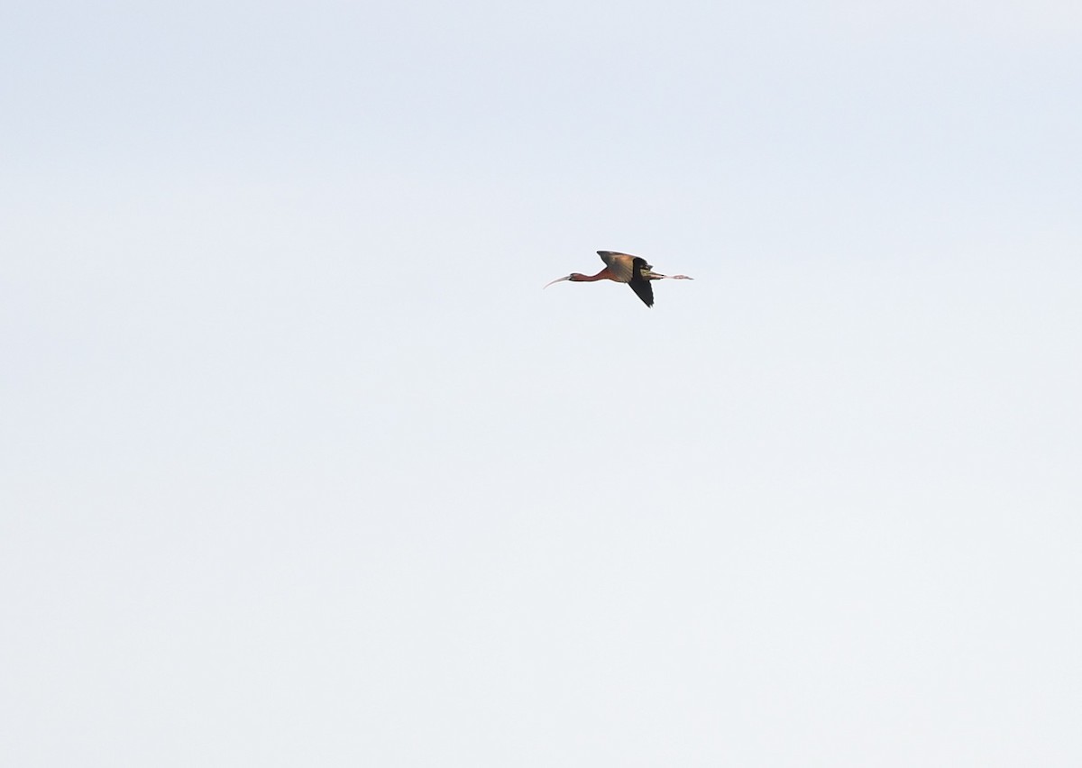 ibis hnědý/americký - ML619983025