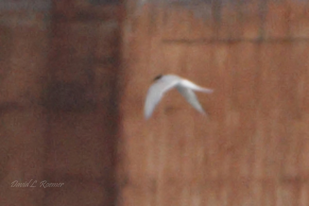 Arctic Tern - ML619983026