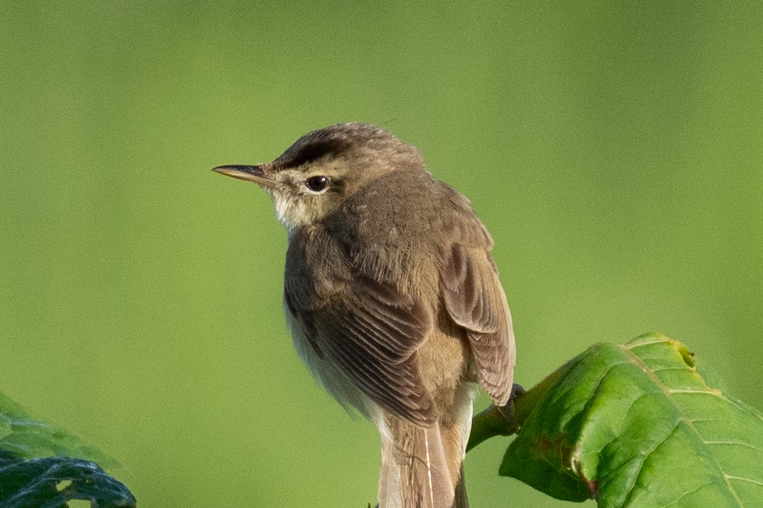 Black-browed Reed Warbler - ML619983029