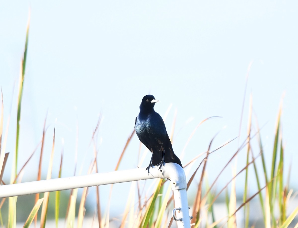 Boat-tailed Grackle - ML619983031