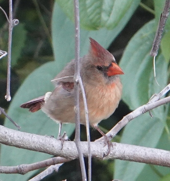 Northern Cardinal - ML619983035