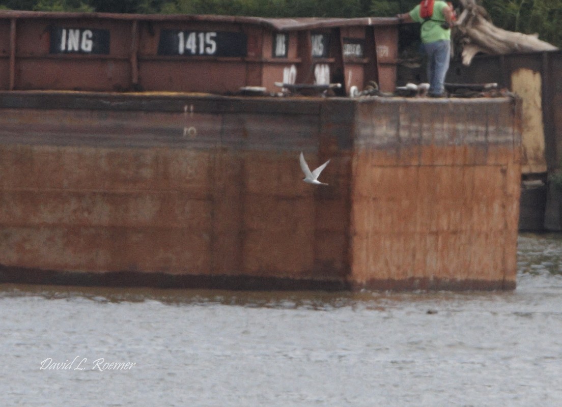 Arctic Tern - ML619983044