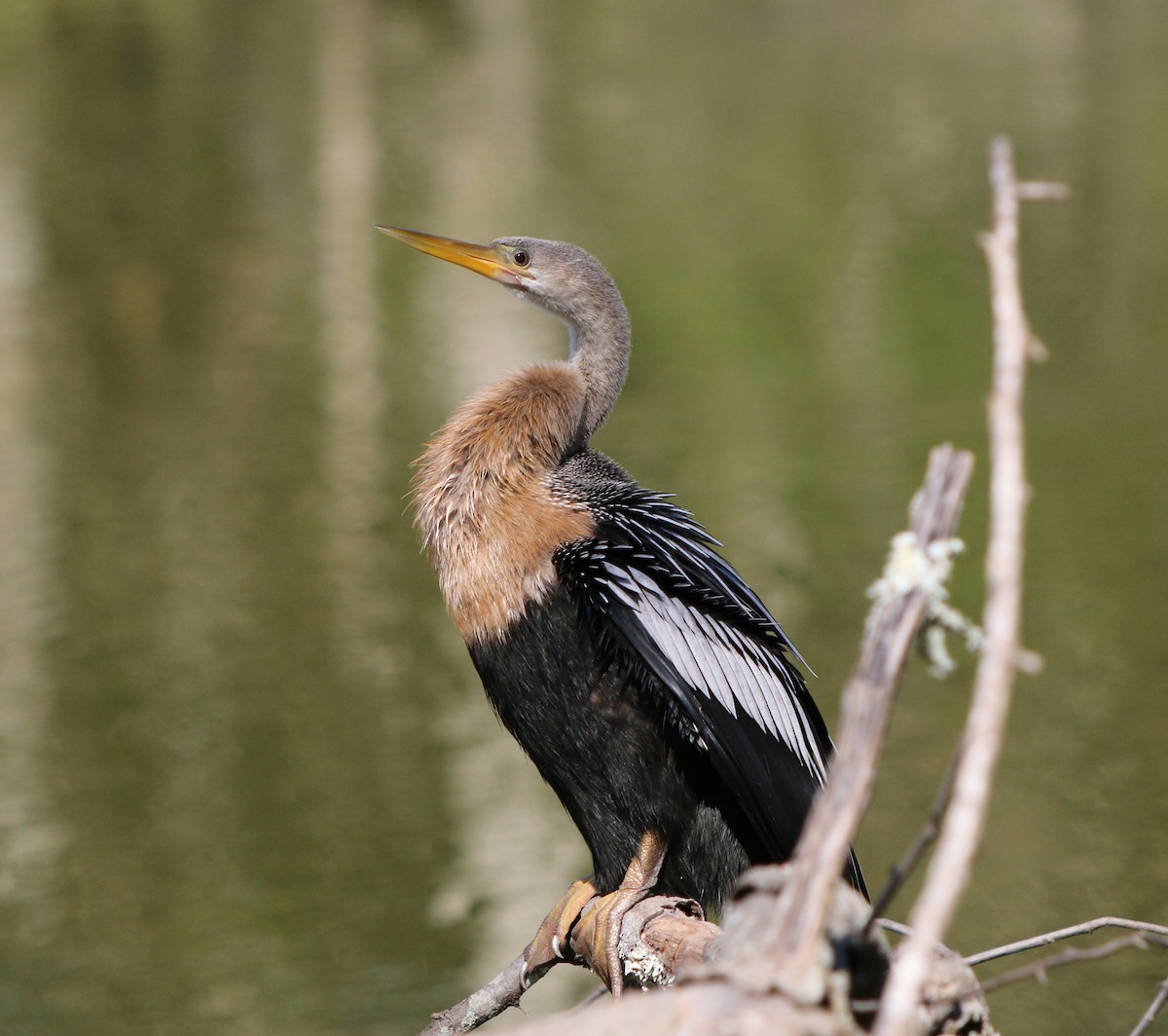 Anhinga d'Amérique - ML619983046