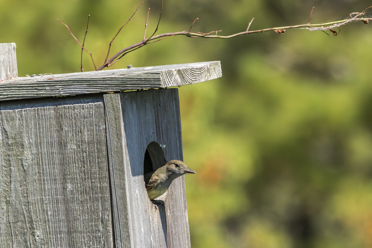 Great Crested Flycatcher - ML619983048