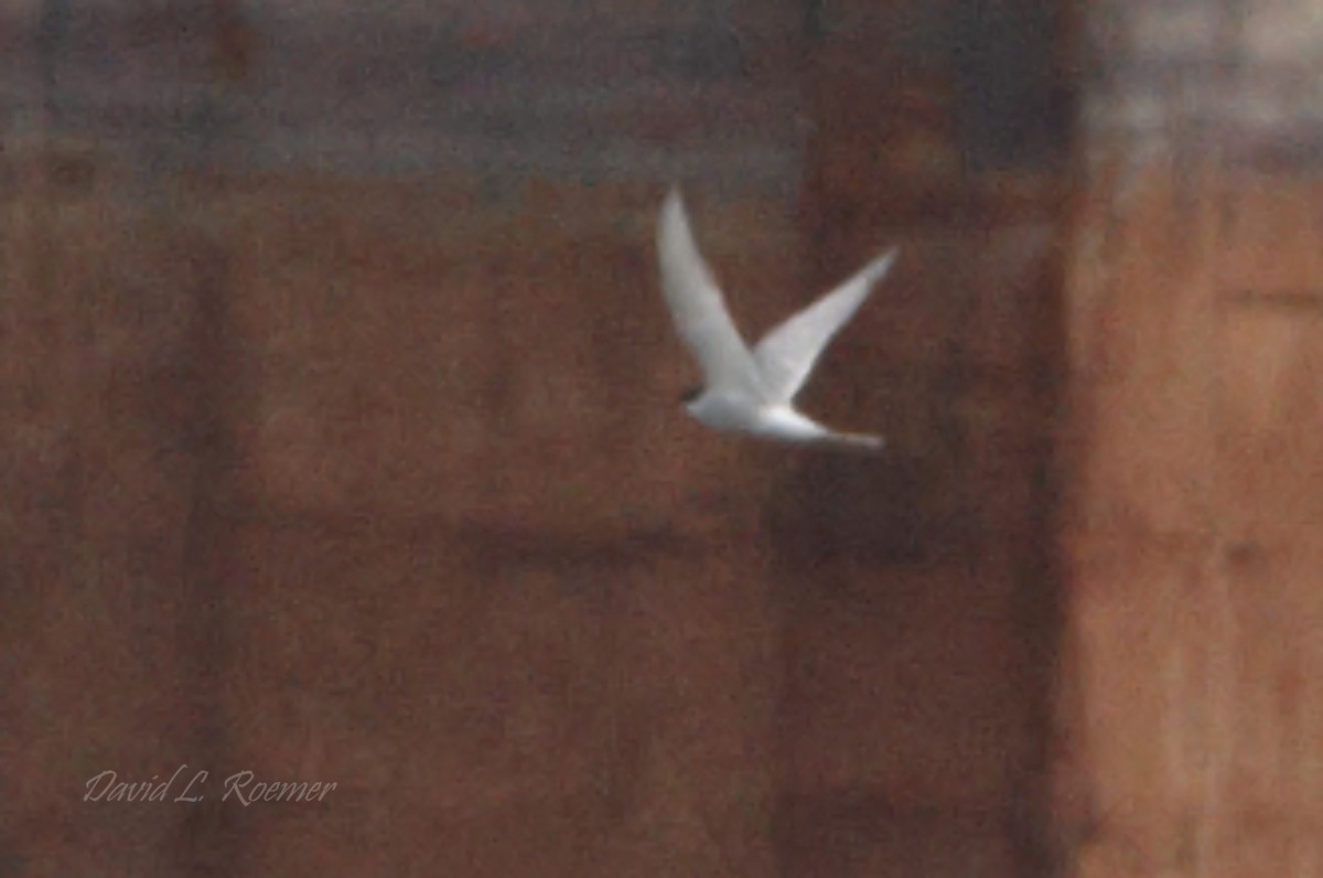 Arctic Tern - ML619983049