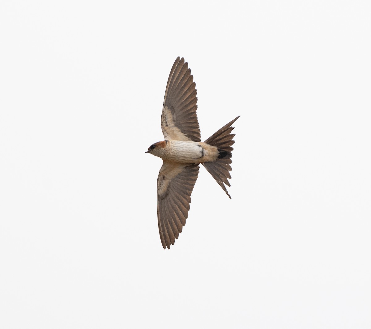 Red-rumped Swallow - ML619983060