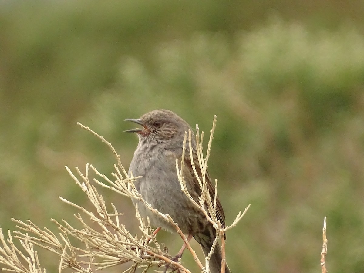 Dunnock - ML619983064