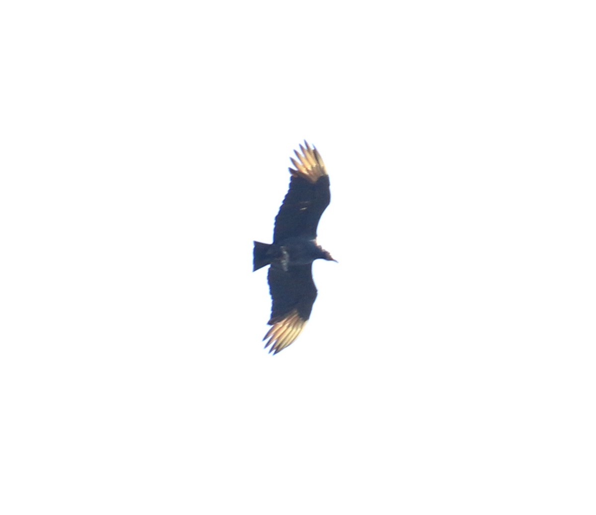 Black Vulture - ML619983067