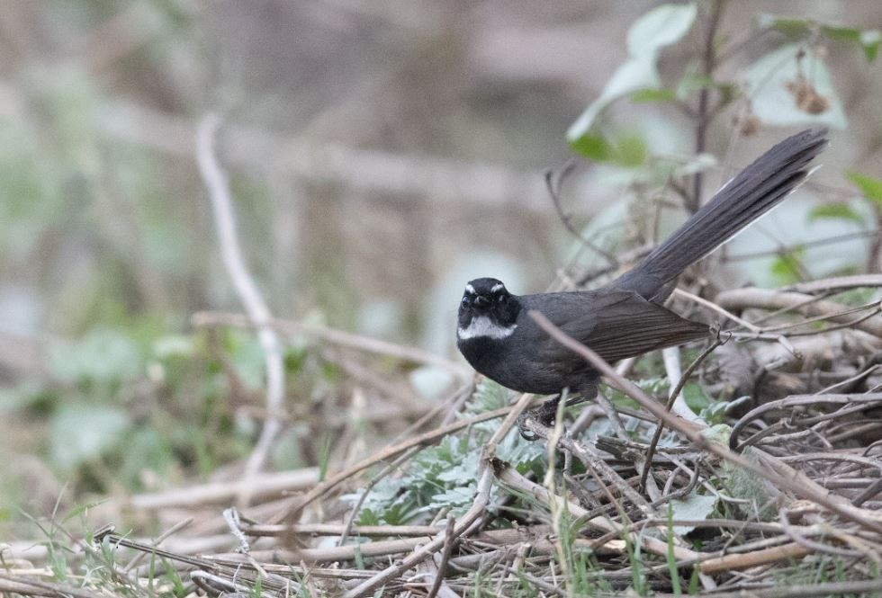 White-throated Fantail - ML619983068