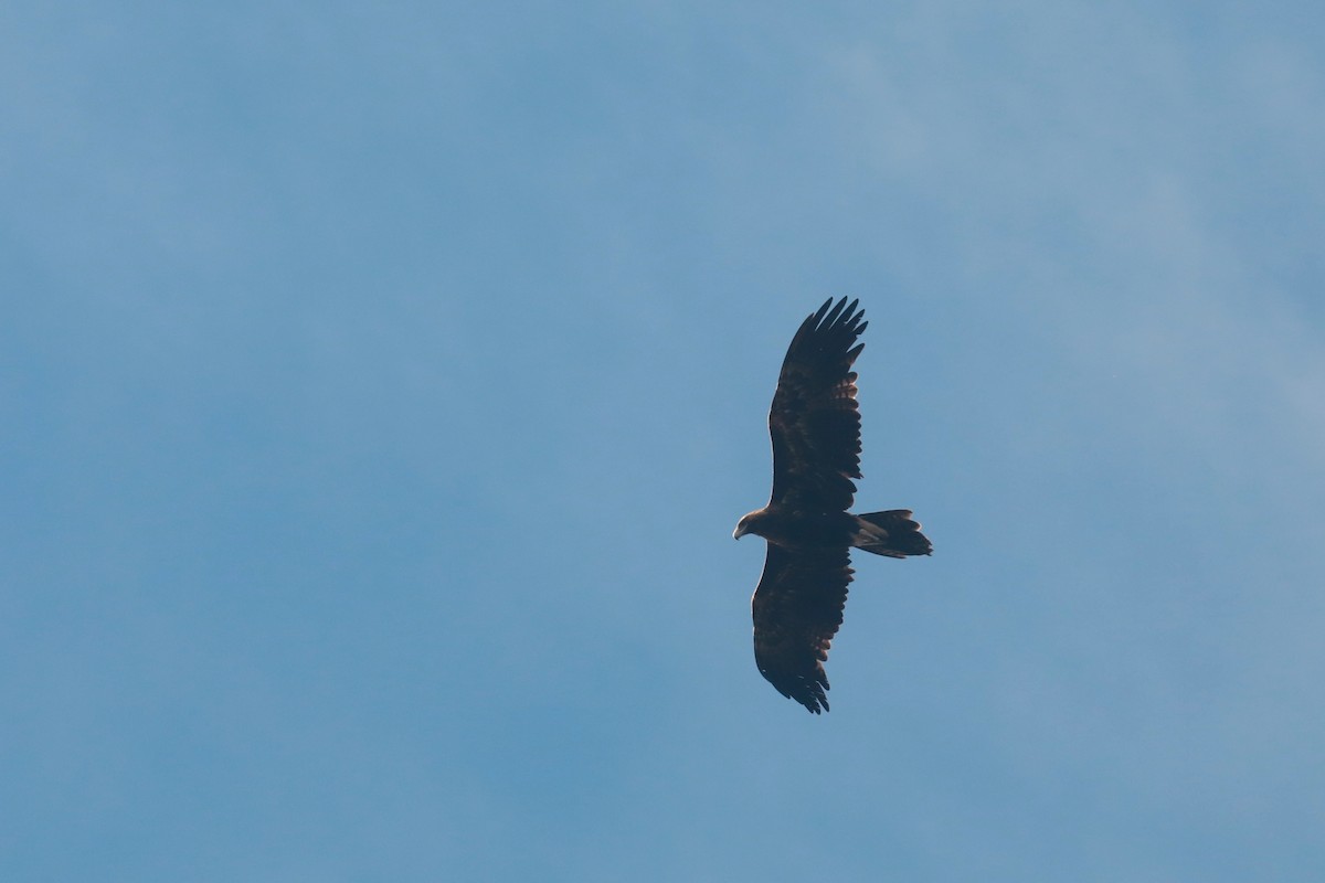Wedge-tailed Eagle - ML619983070