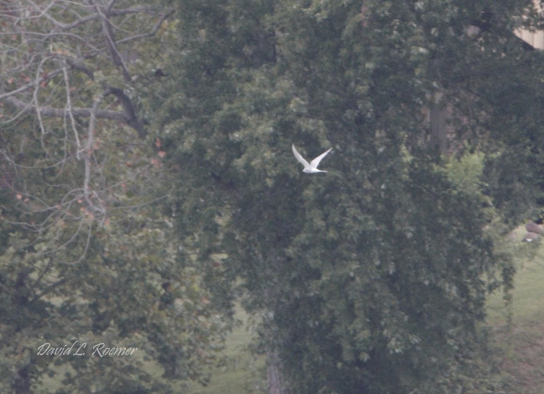 Arctic Tern - ML619983075