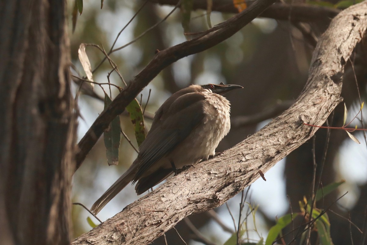 Noisy Friarbird - ML619983076