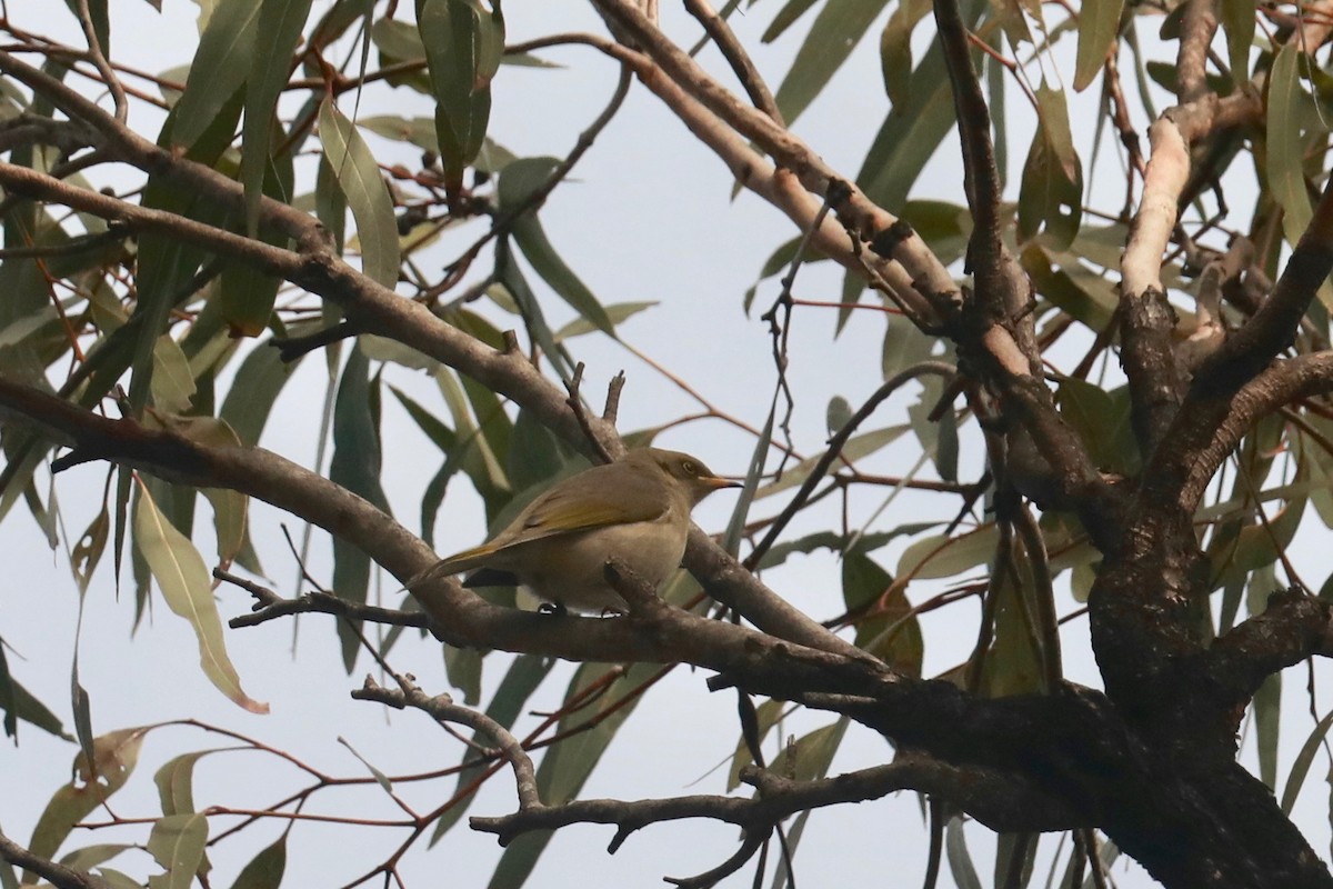 Fuscous Honeyeater - ML619983080