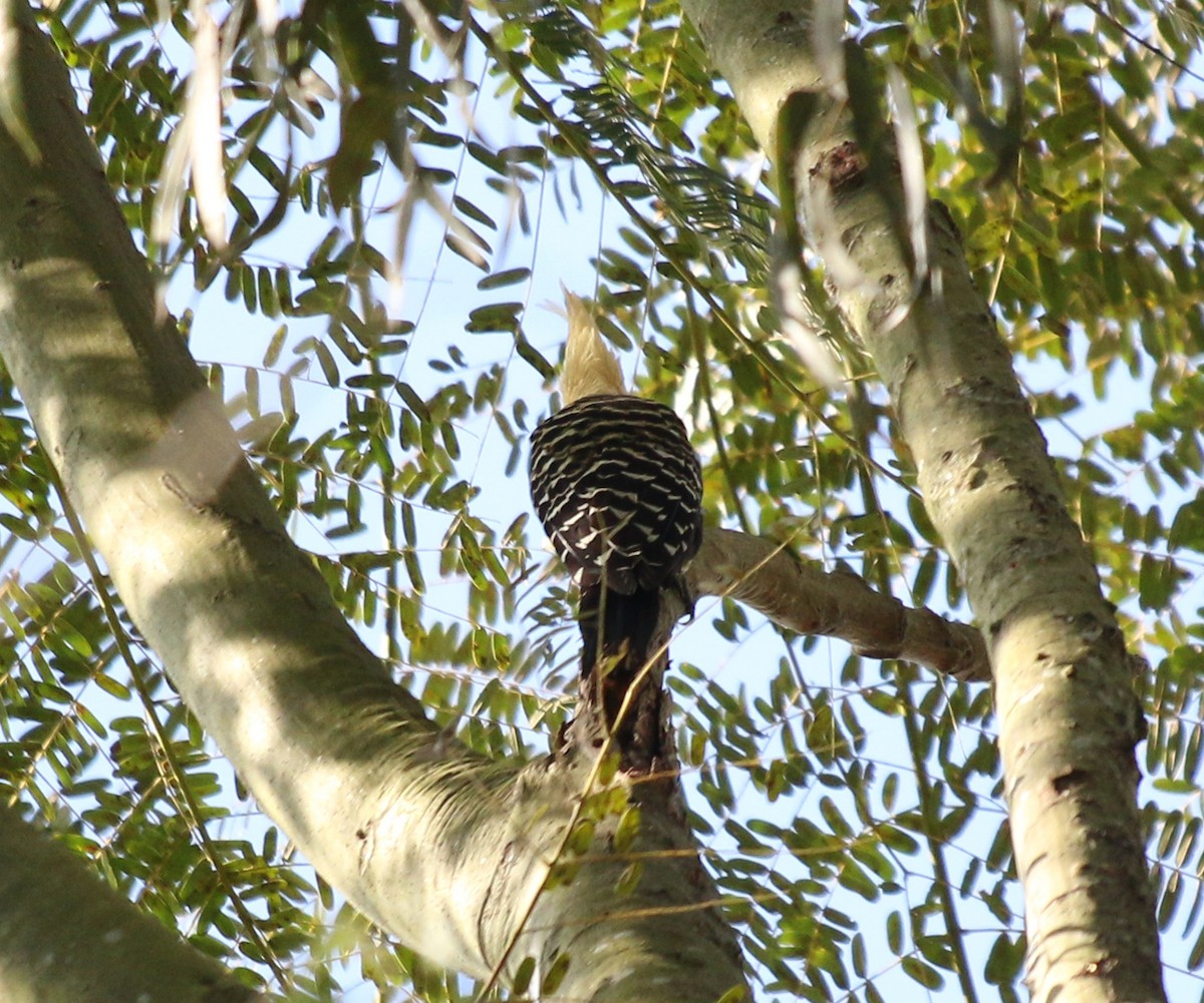 Blond-crested Woodpecker - ML619983084