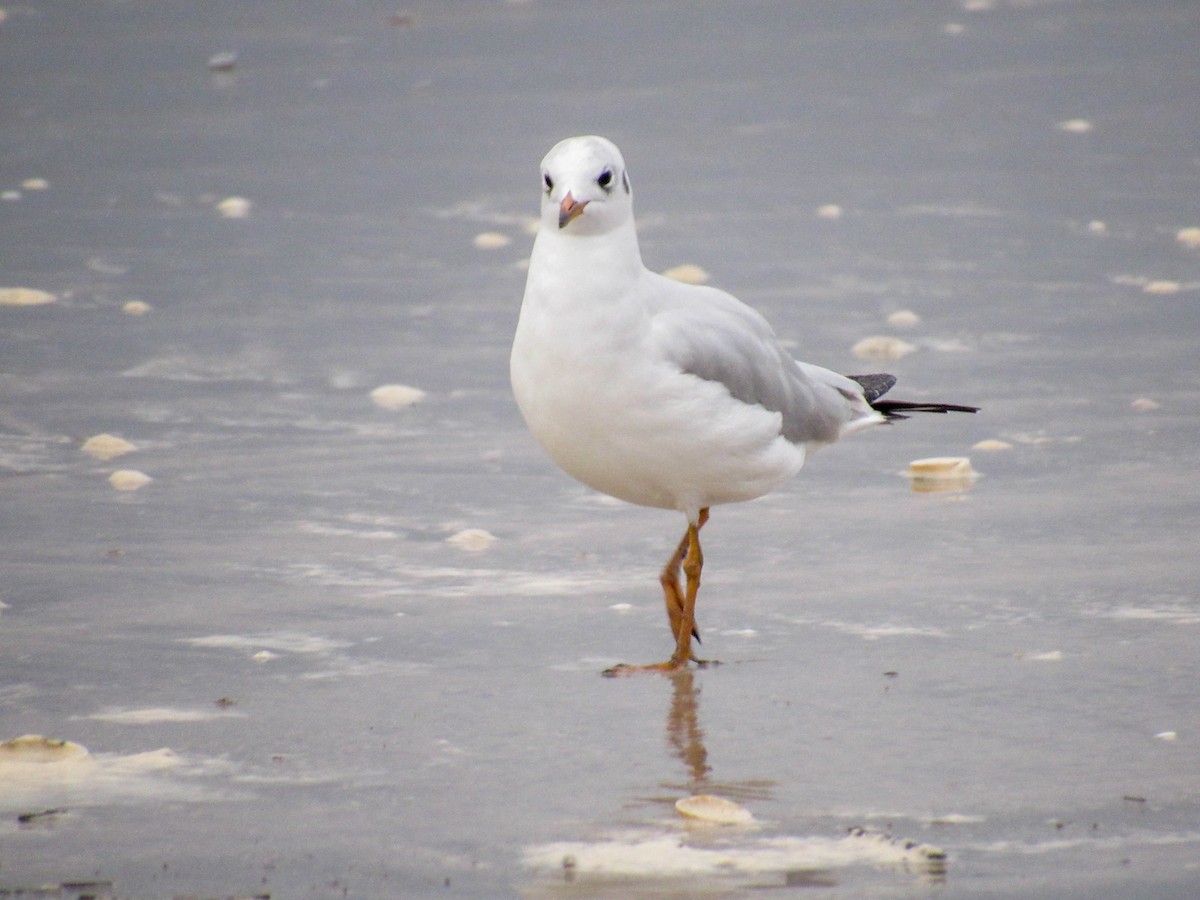 Brown-hooded Gull - ML619983085