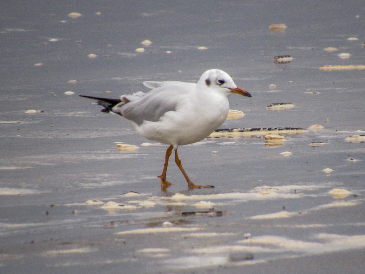 Brown-hooded Gull - ML619983086