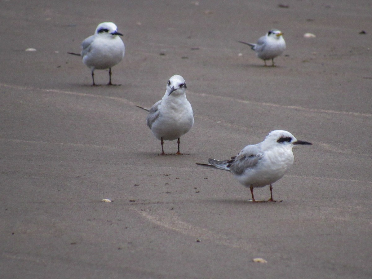 Snowy-crowned Tern - ML619983089