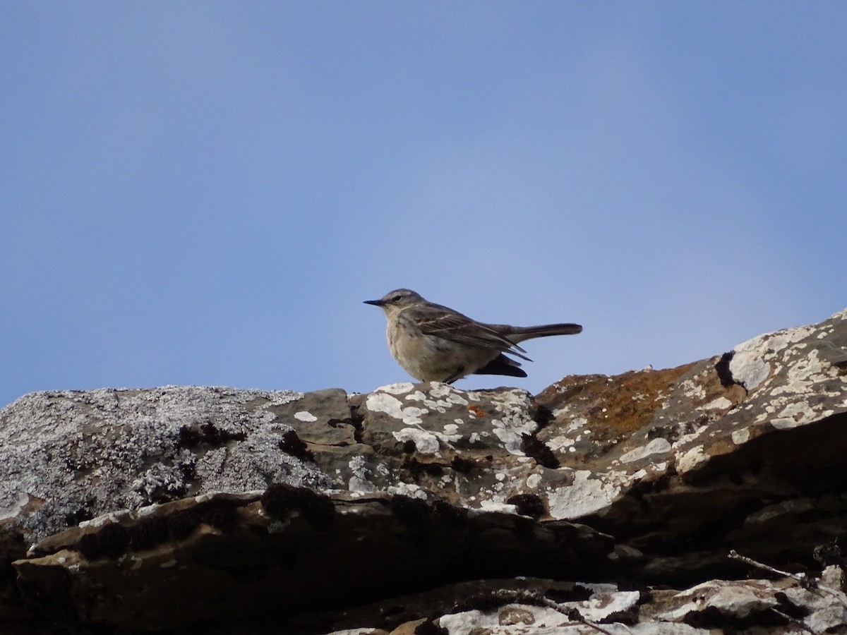 Water Pipit - ML619983091