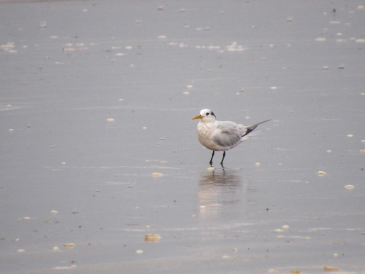 Sandwich Tern - ML619983093