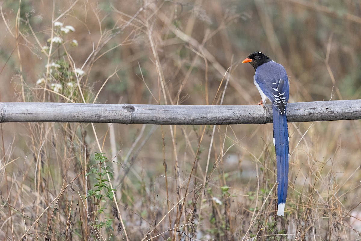 Red-billed Blue-Magpie - ML619983095