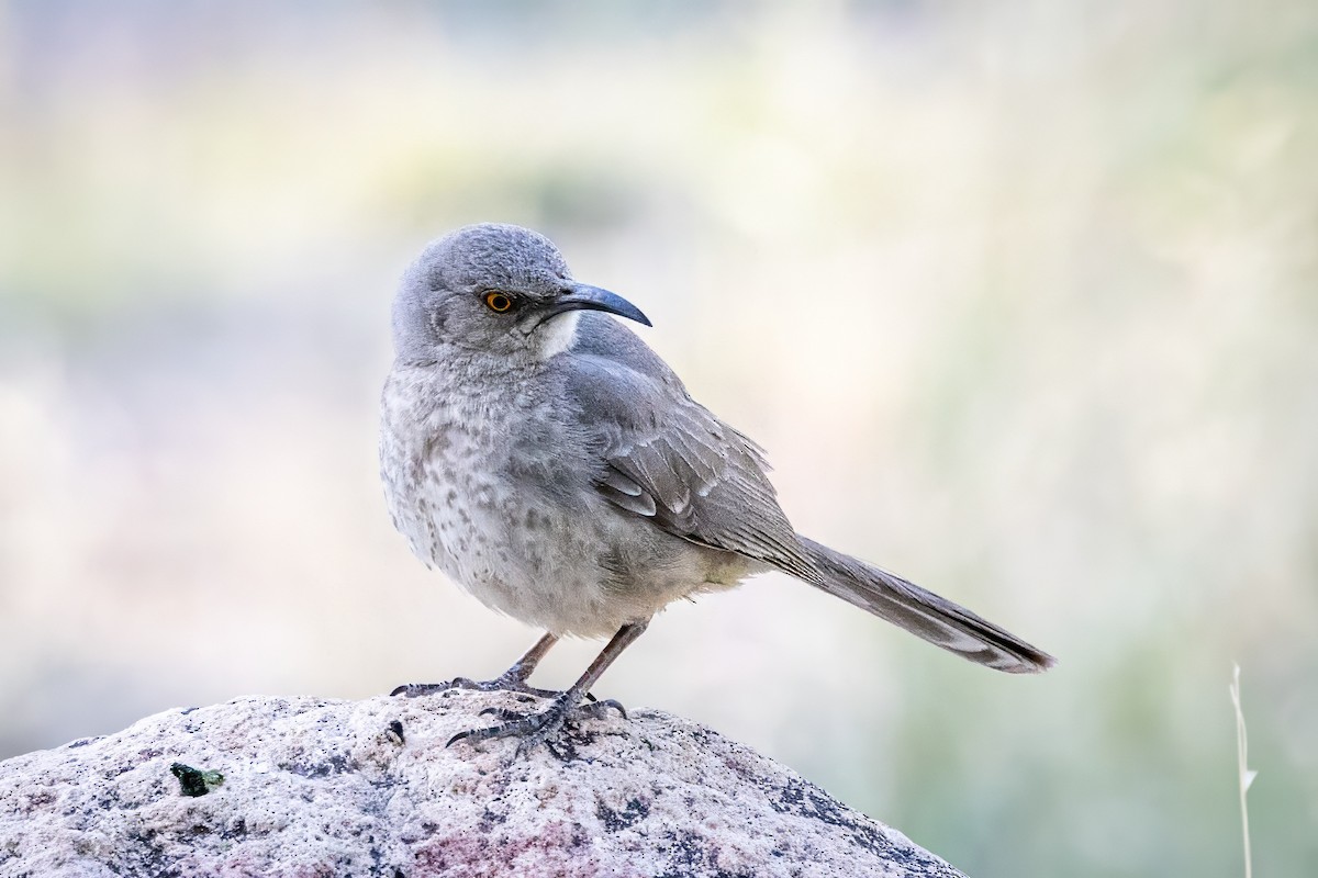 Curve-billed Thrasher - ML619983102