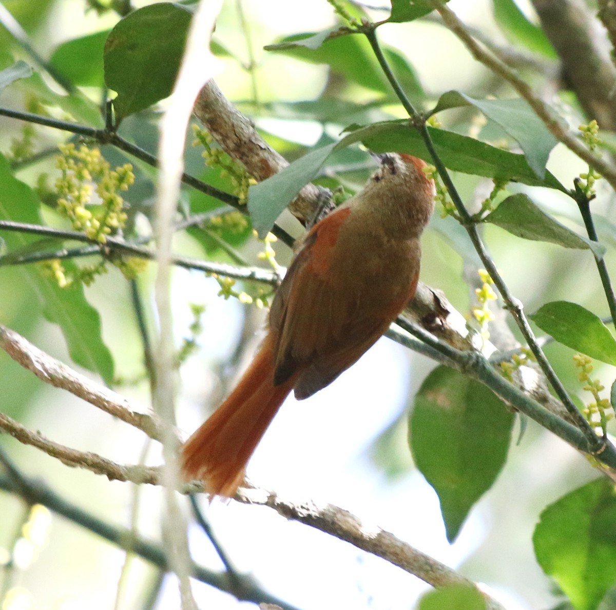 Pallid Spinetail - ML619983103