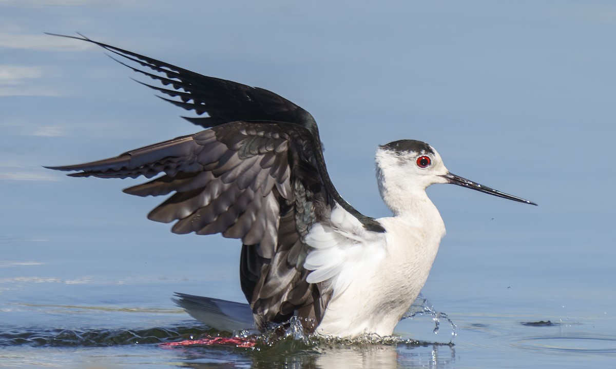 Black-winged Stilt - ML619983112