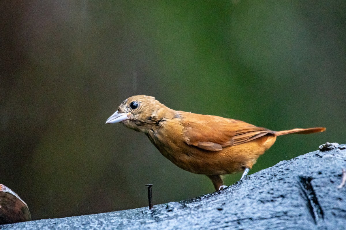 Brazilian Tanager - ML619983119