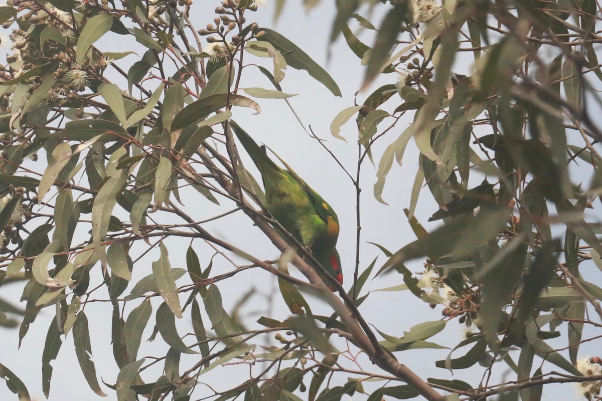 Musk Lorikeet - ML619983120