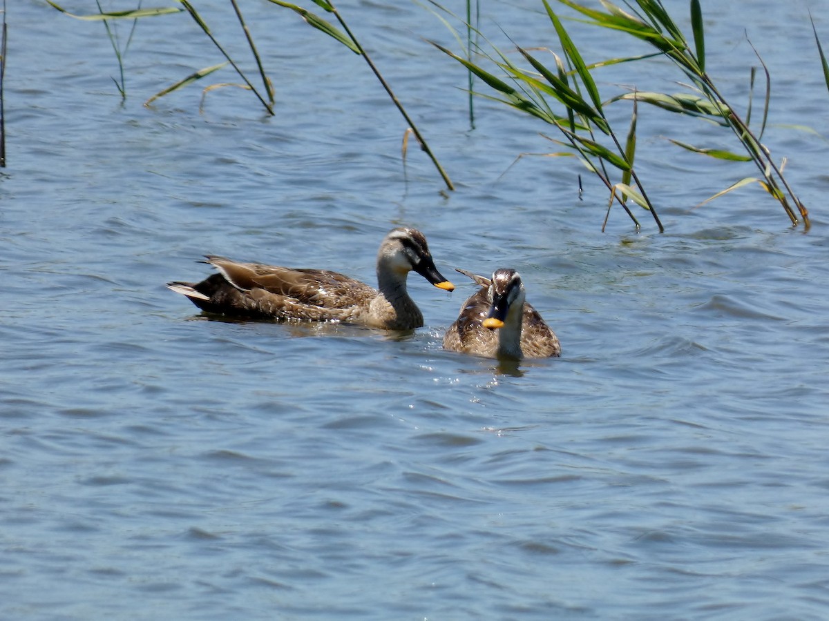 Eastern Spot-billed Duck - ML619983127