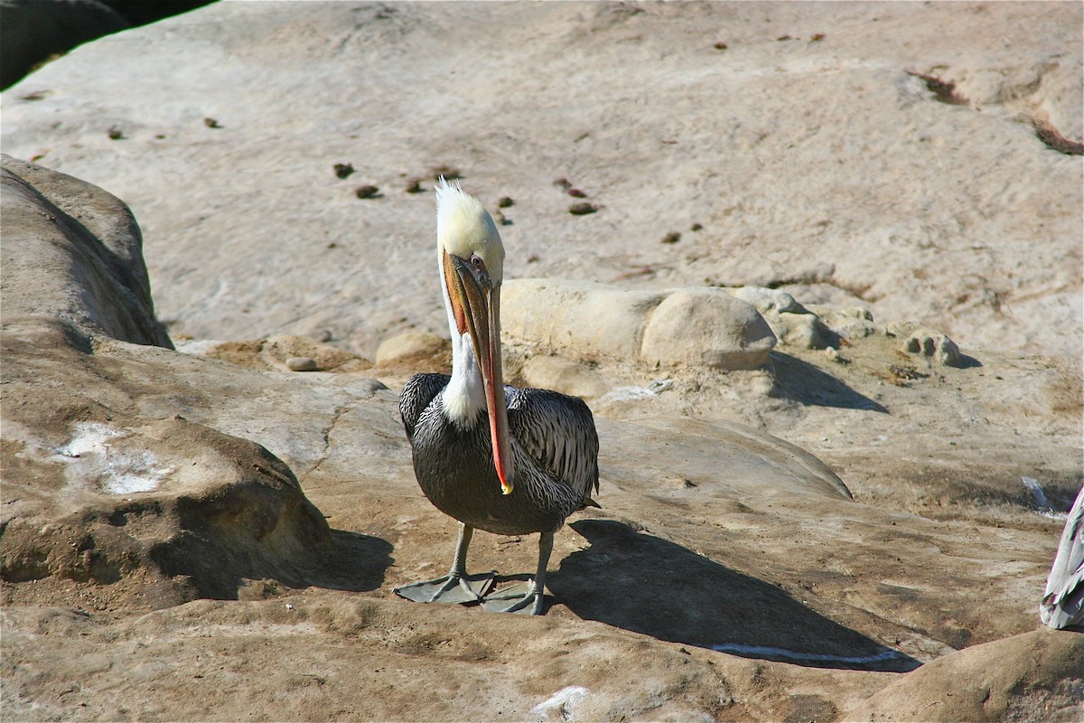 Brown Pelican - ML619983129