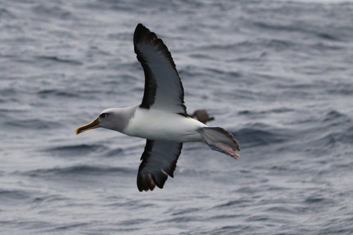 Albatros de Buller - ML619983130