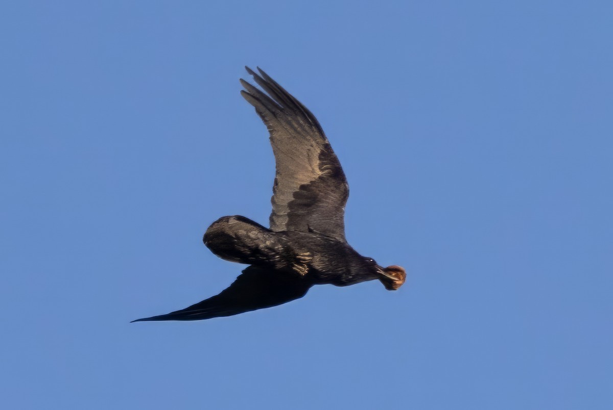 Common Raven - ML619983131