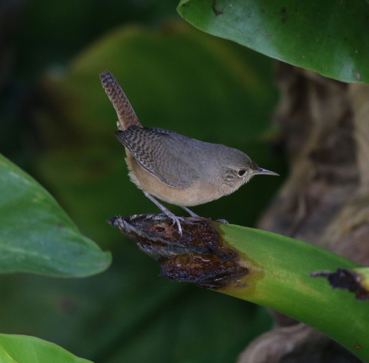 House Wren - ML619983133