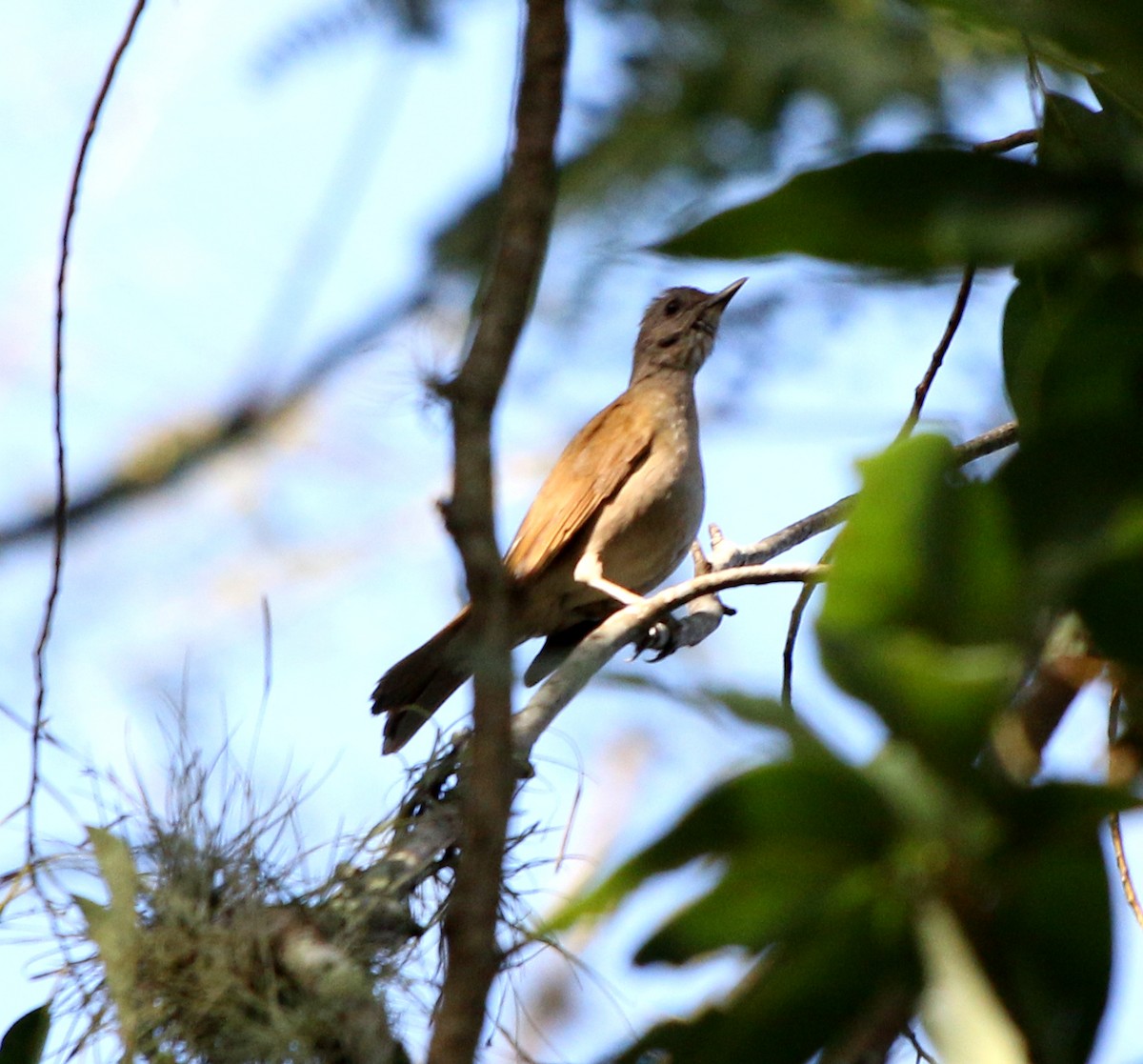 Pale-breasted Thrush - ML619983138