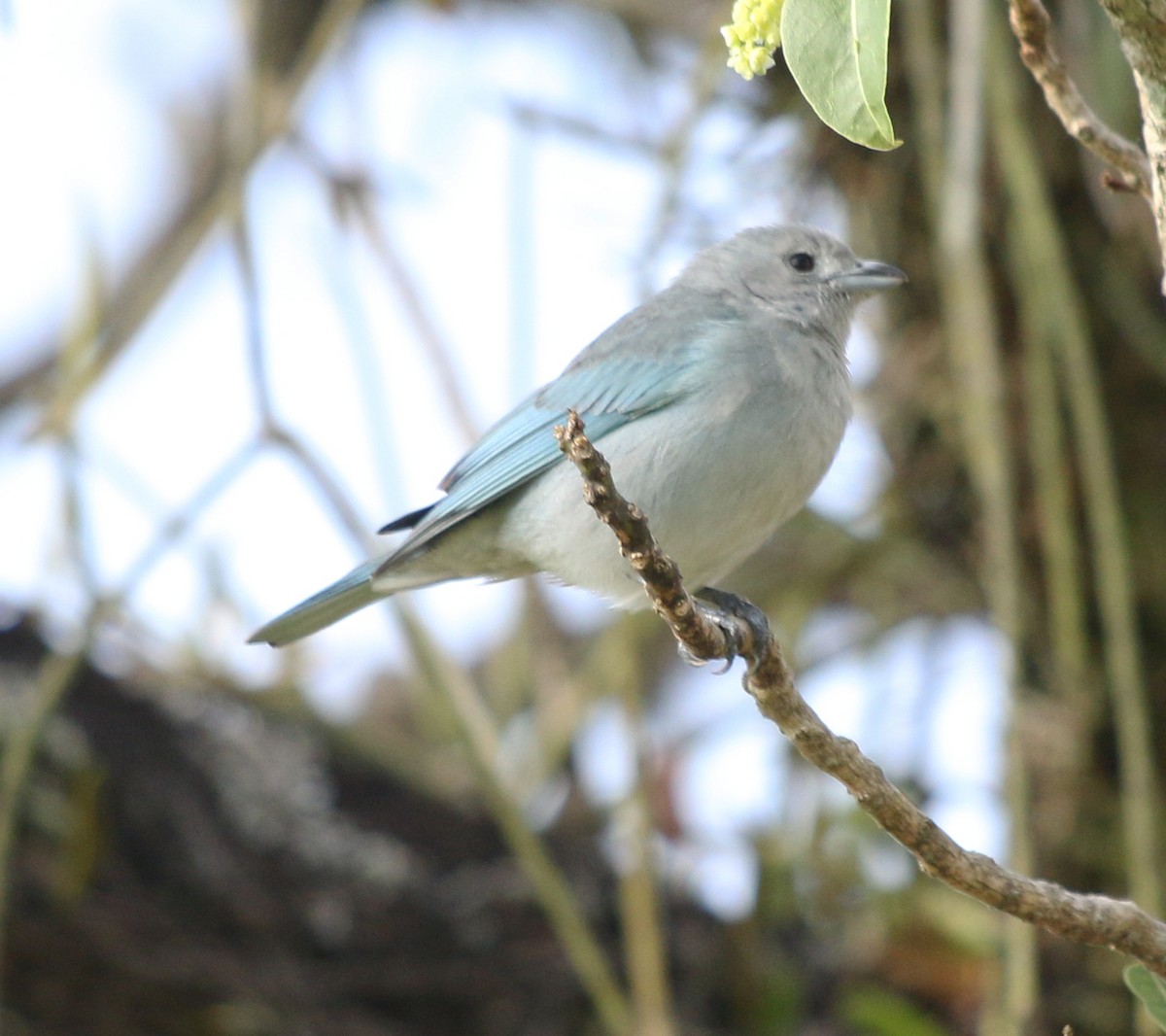 Sayaca Tanager - ML619983144