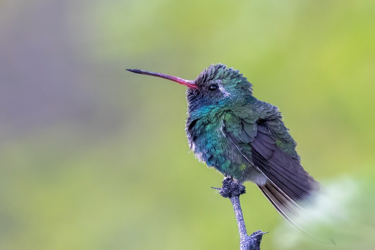 Broad-billed Hummingbird - ML619983146