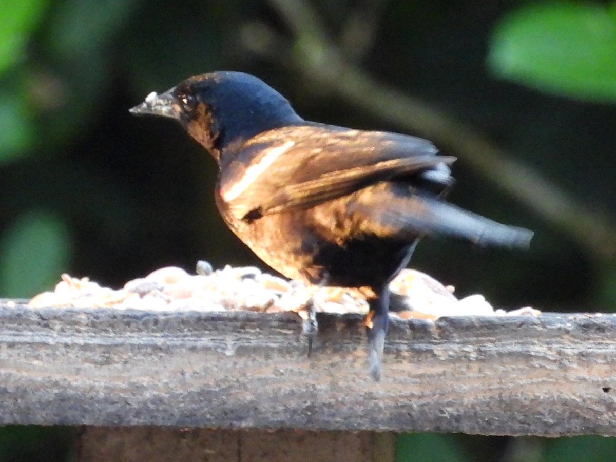 Brown-headed Cowbird - ML619983147