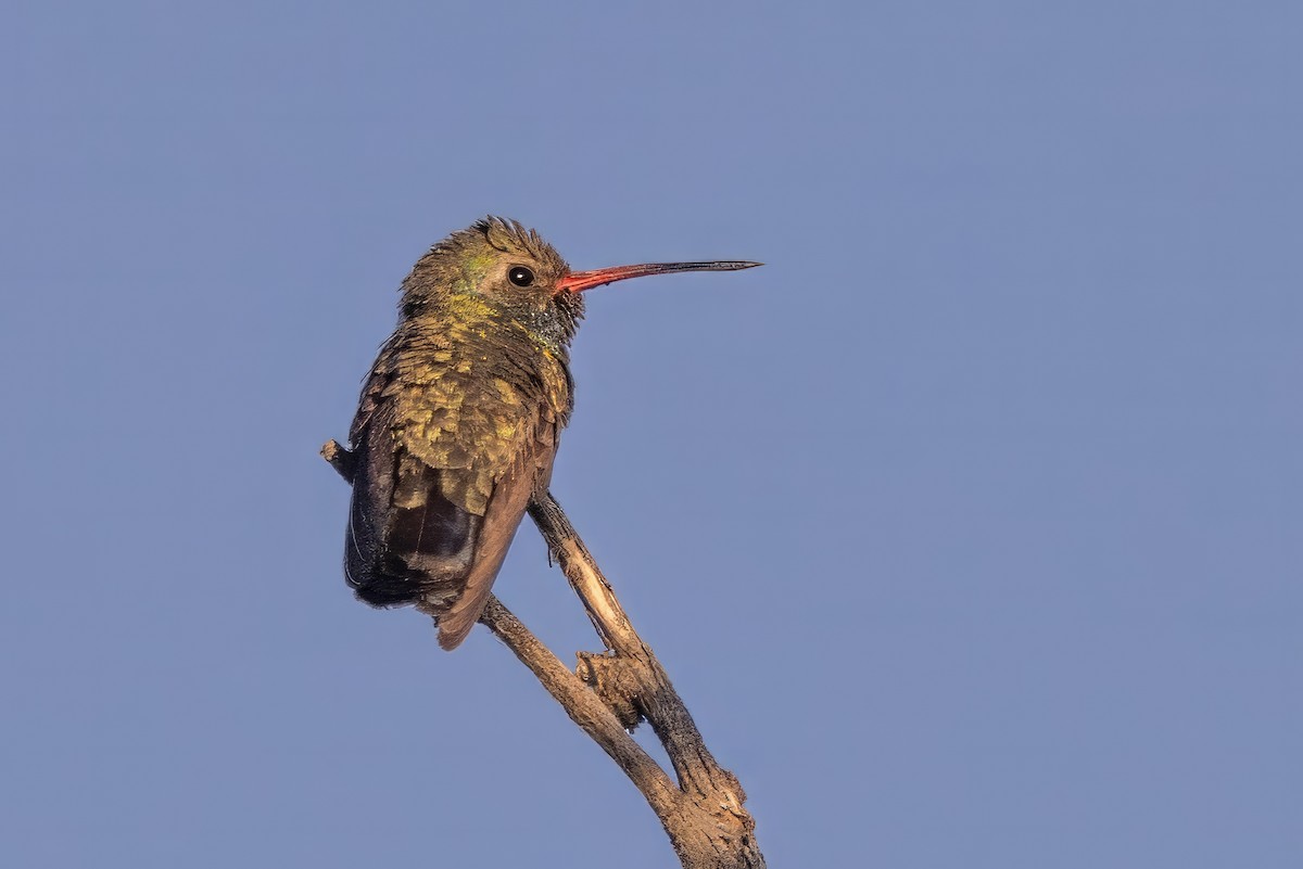Broad-billed Hummingbird - ML619983148