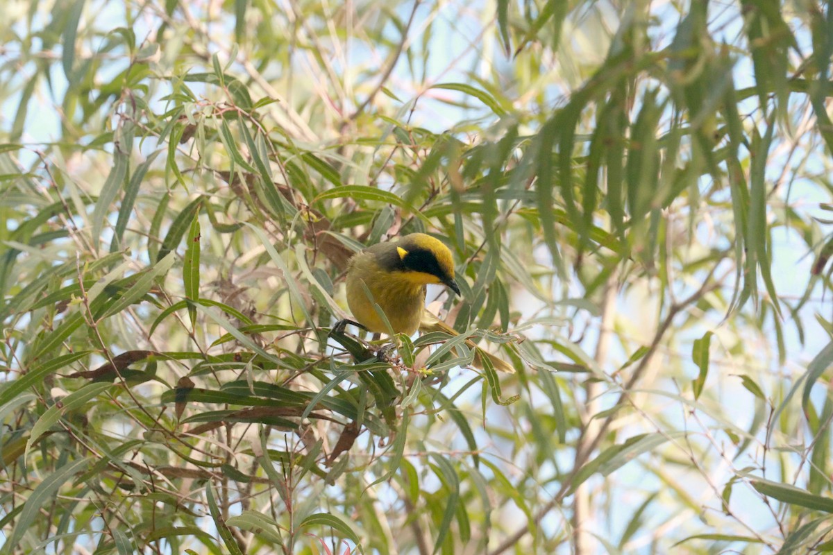 Yellow-tufted Honeyeater - ML619983149