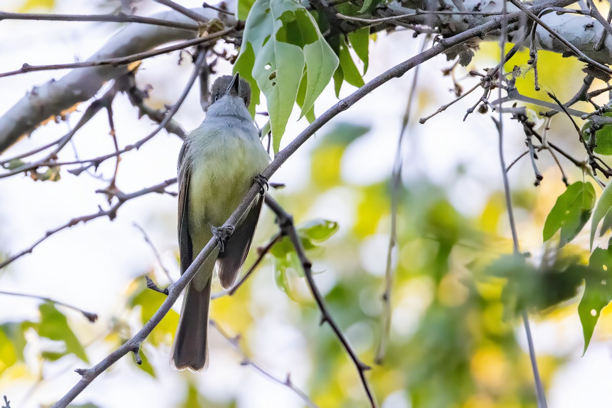 Brown-crested Flycatcher - ML619983162