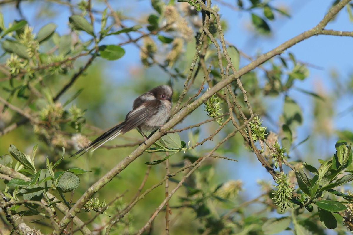 Long-tailed Tit - ML619983167