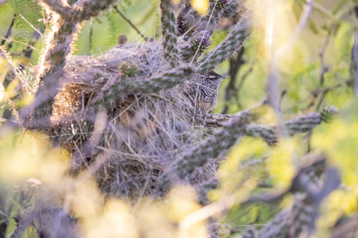 Cactus Wren - ML619983170