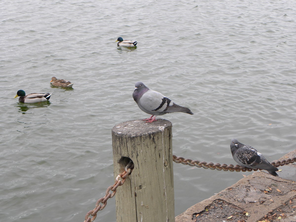 Rock Pigeon (Feral Pigeon) - ML619983172