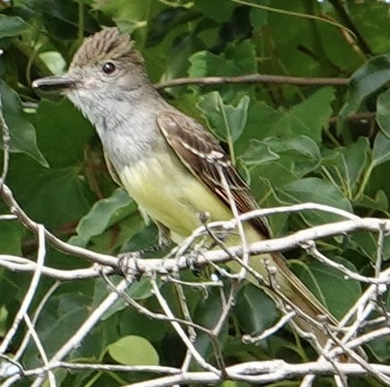 Great Crested Flycatcher - ML619983184