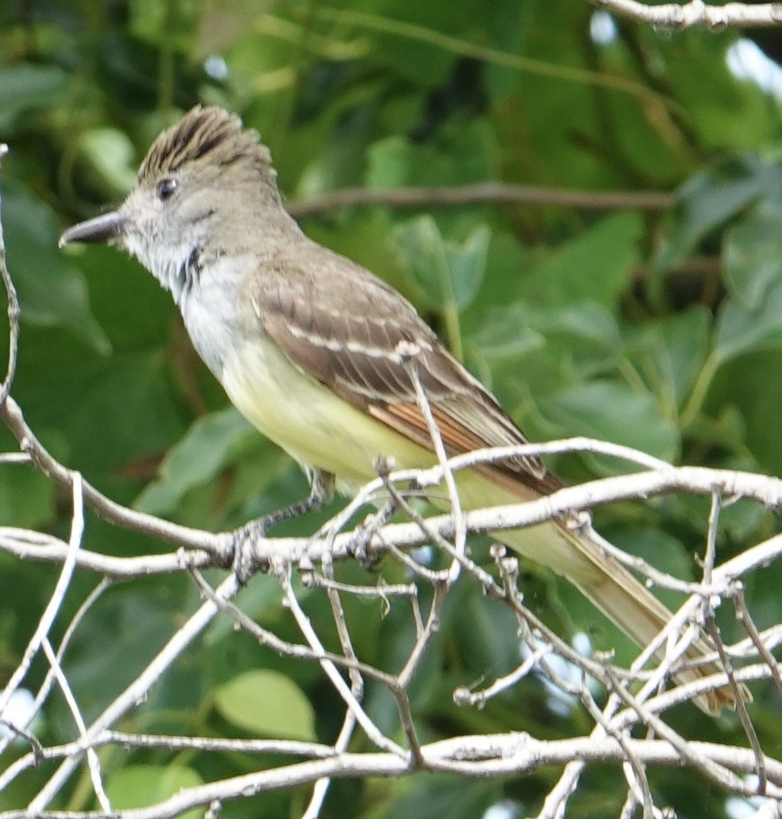 Great Crested Flycatcher - ML619983185