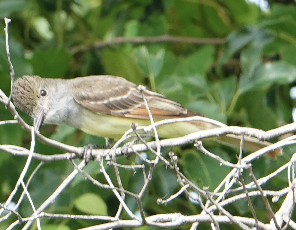 Great Crested Flycatcher - ML619983186