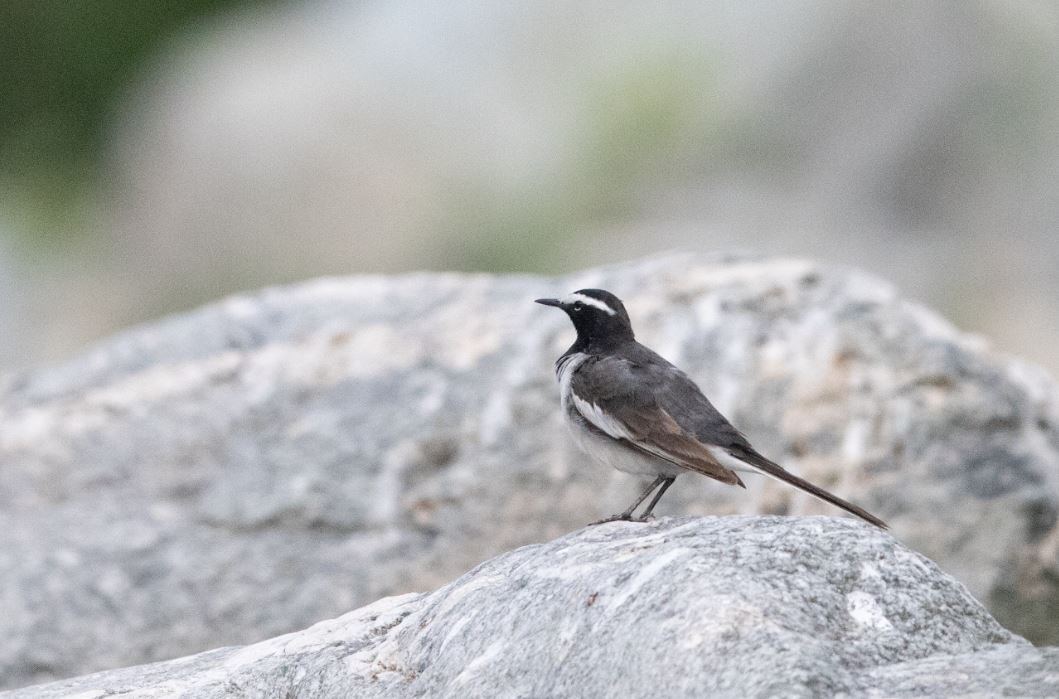 White-browed Wagtail - ML619983193