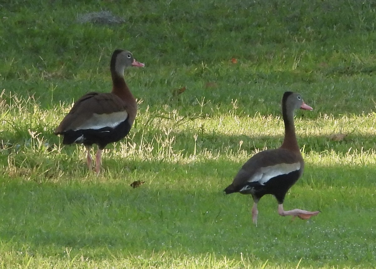 Dendrocygne à ventre noir - ML619983203